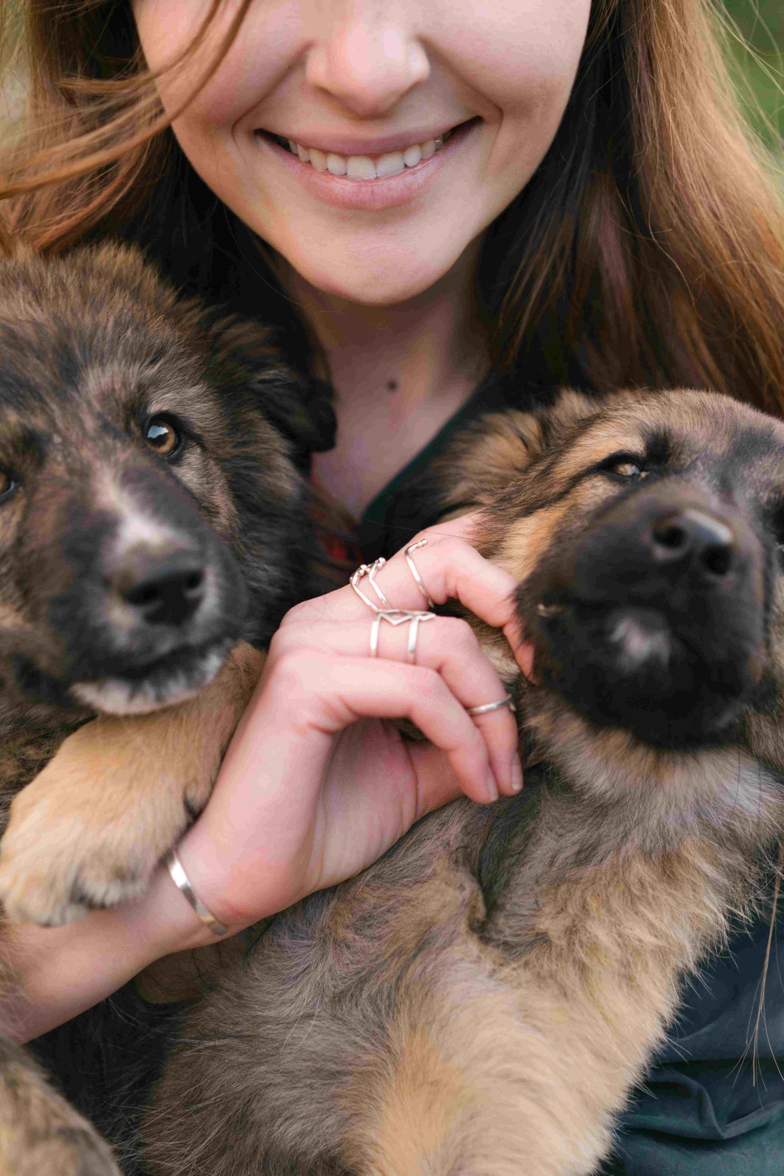Cachorros Pastor Australiano en venta