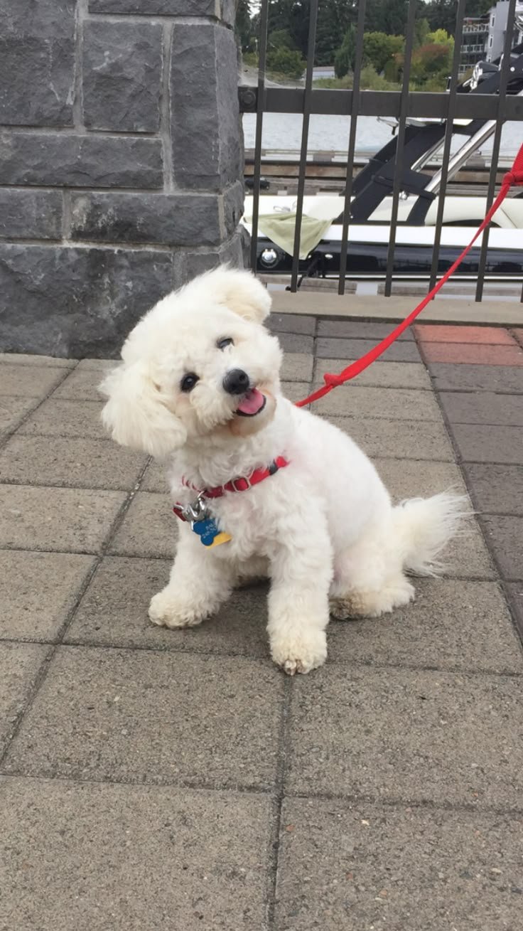 Raza Cachorros Bichón Frise