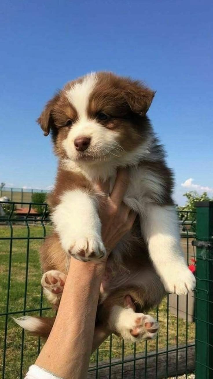 Raza Cachorros Border Collie