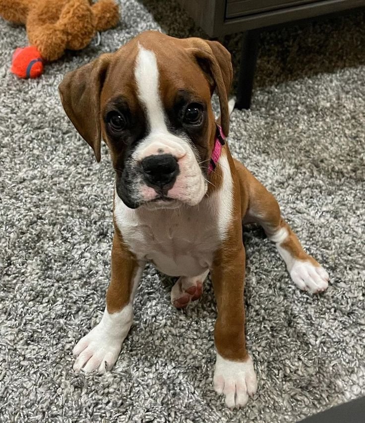 Raza Cachorros Boxer