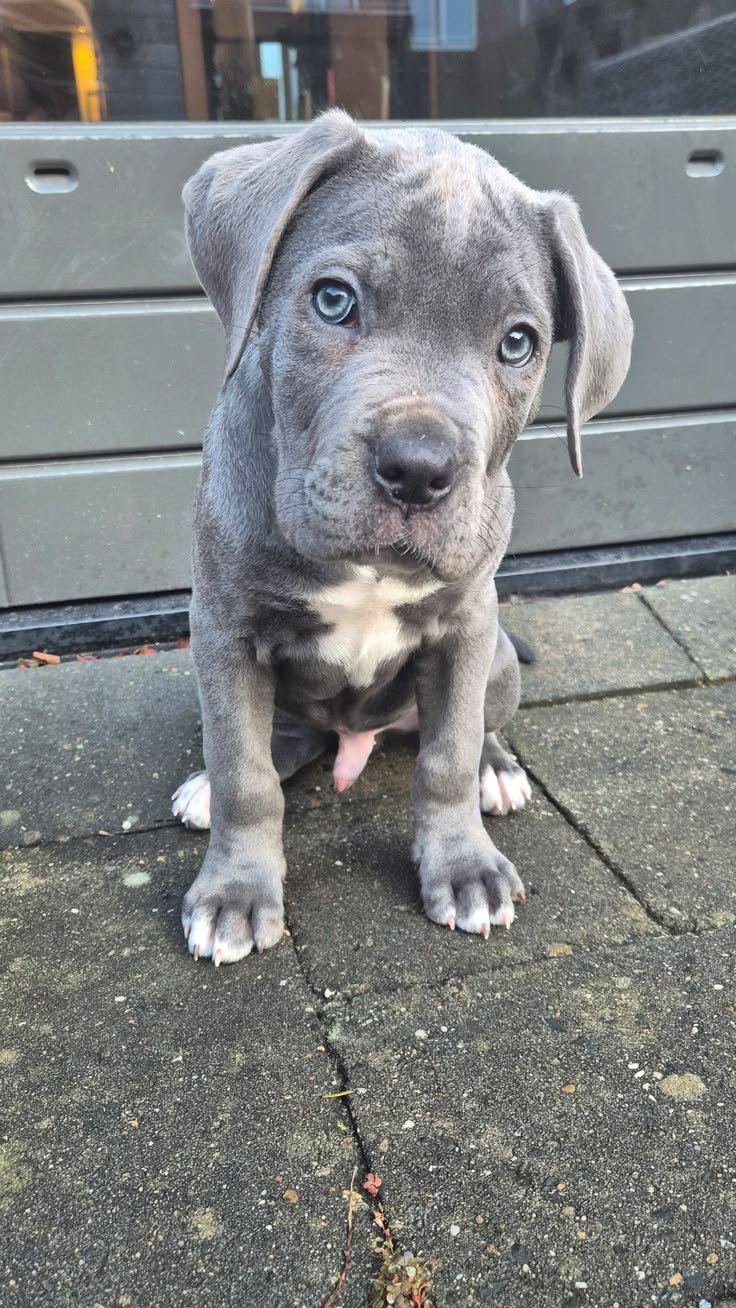 Cachorro Cane Corso de Pablo y Marta