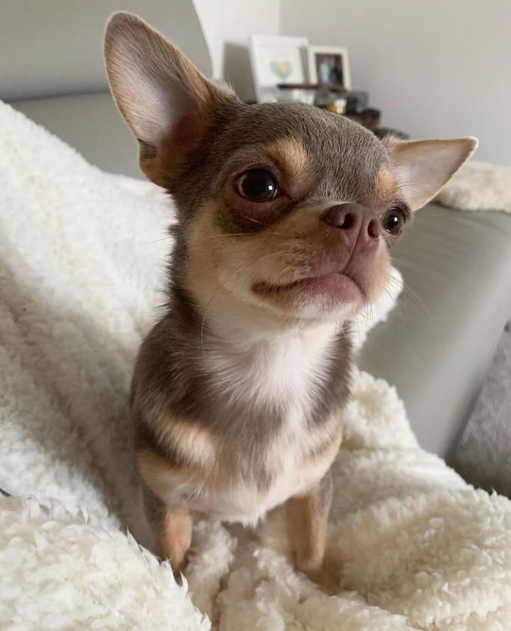Cachorro Chihuahua en venta