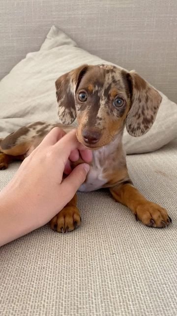 Cachorro Teckel de Yvonne, Murcia