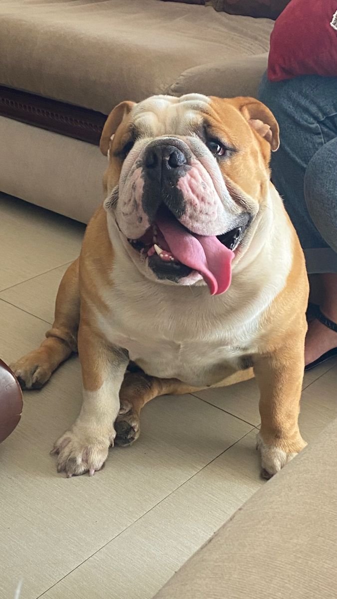 Cachorro Bulldog Inglés en venta