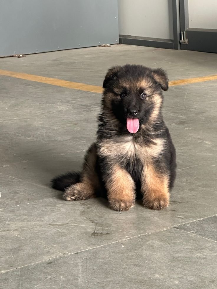 Cachorro Pastor Alemán en venta