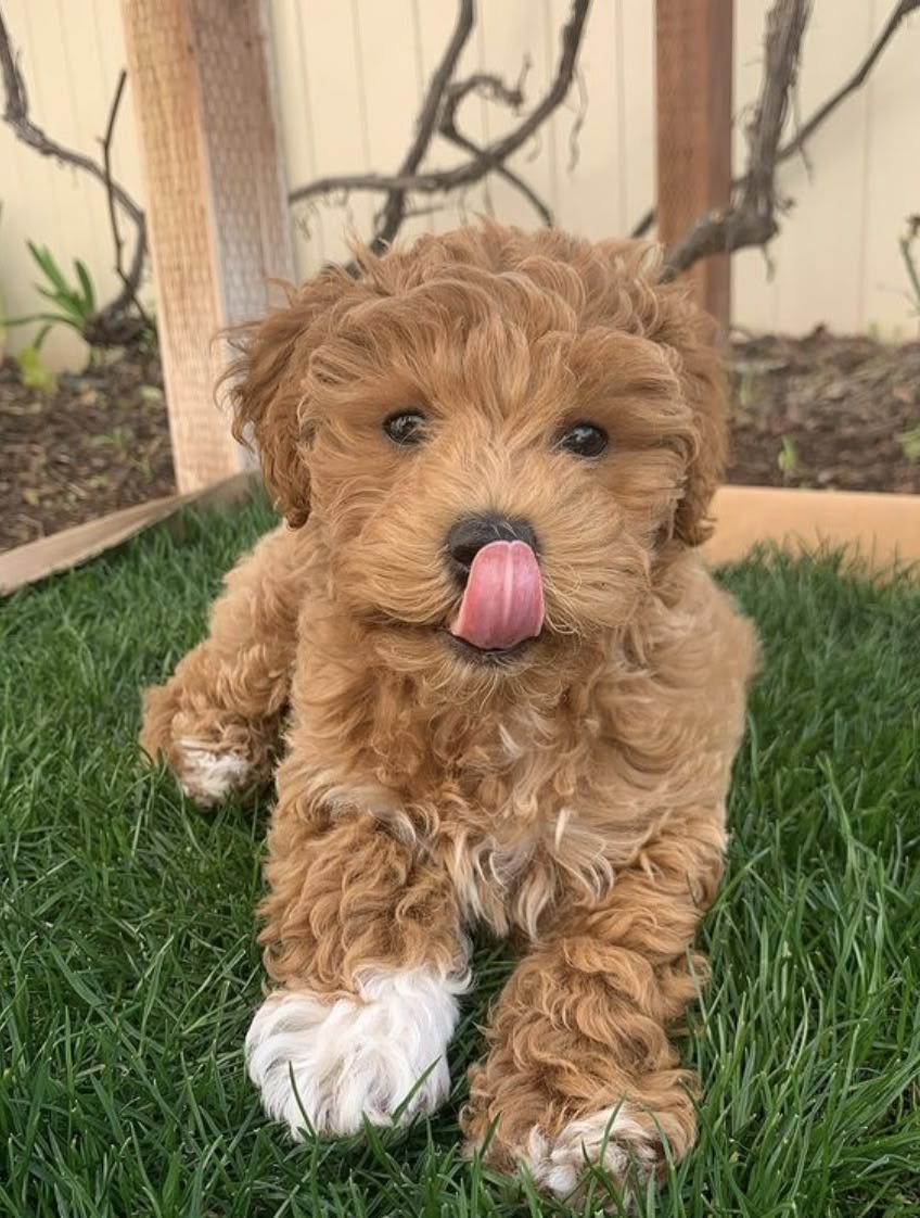 Cachorros Goldendoodle en venta
