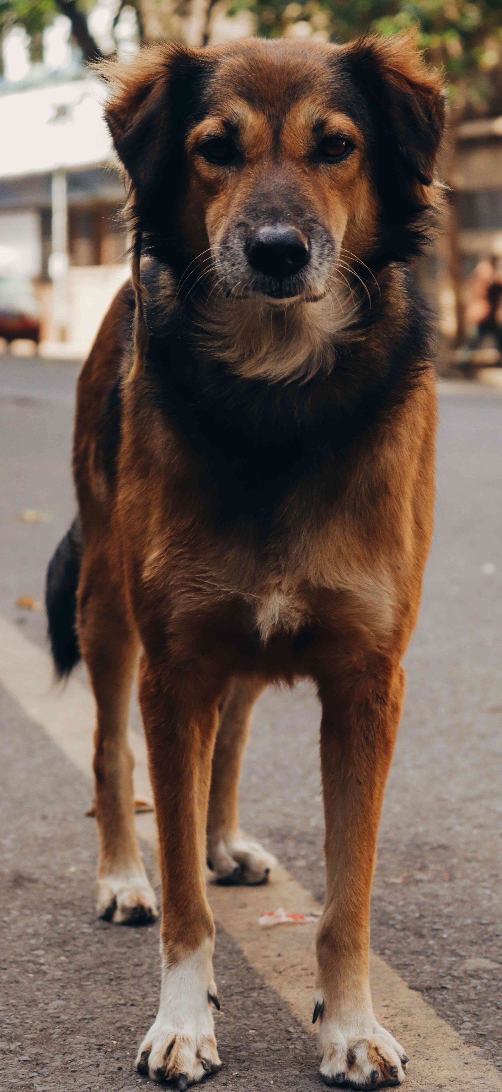 Cachorro Podenco Ibicenco en venta