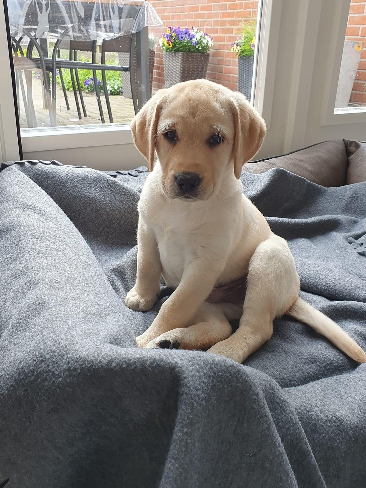 Cachorro Labrador en venta
