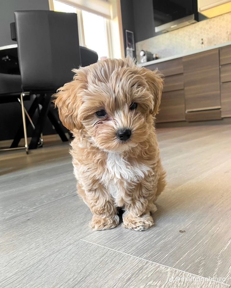 Cachorro Maltipoo en venta