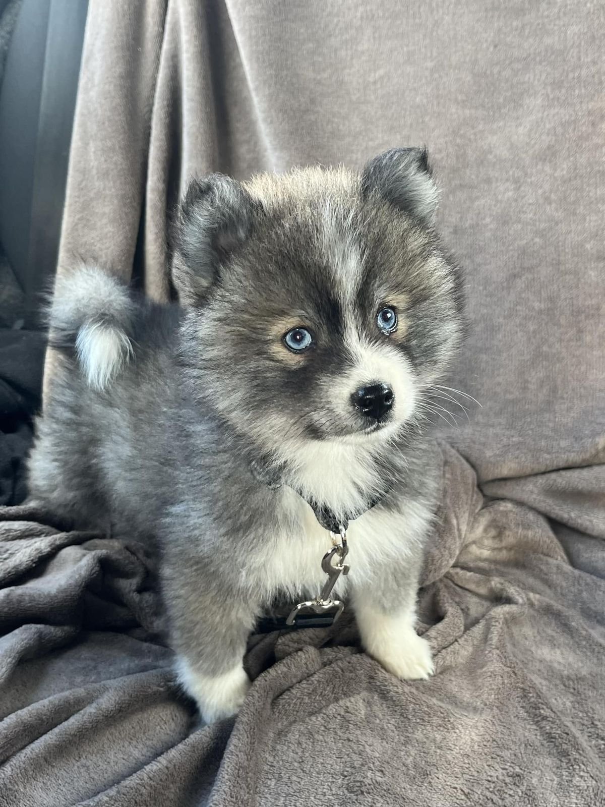 Cachorros Pomsky en venta
