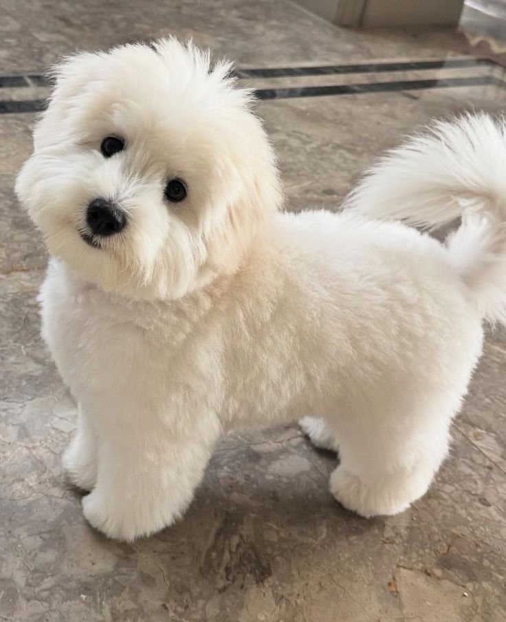 Cachorro Caniche en venta