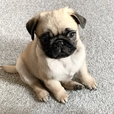 Cachorro Pug en venta