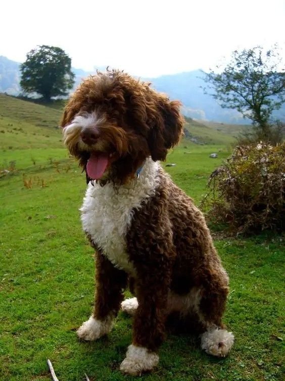 Cachorro de Agua Español en venta