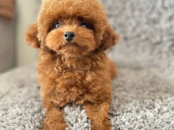 Cachorro Maltipoo llamado Sindy – Hembra