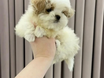Cachorro Maltipoo llamado Jeff – Macho