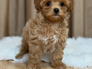 Cachorro Maltipoo llamado Dior – Macho