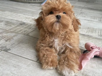 Cachorro Maltipoo llamado Jayla- Hembra