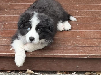 Cachorro Border Collie llamado Alfie – Macho