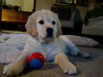 Cachorro Golden Retriever llamado Bella – Hembra
