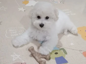 Cachorro Bichon Frise llamado Bimbim – Macho