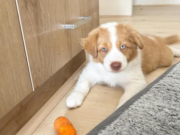 Cachorro Border Collie llamado Bunny – Macho