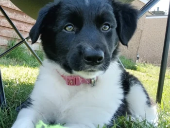 Cachorro Border Collie llamado River – Macho