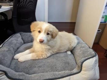 Cachorro Border Collie llamado Ester – Hembra