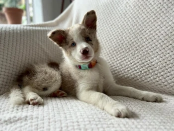 Cachorro Border Collie llamado Zoe – Hembra