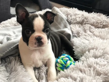Cachorro Boston Terrier llamado Banksy – Macho