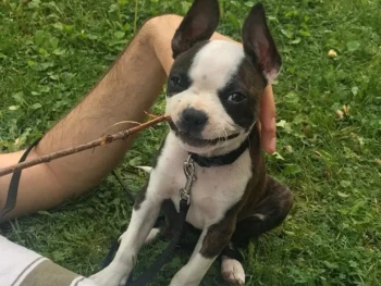 Cachorro Boston Terrier llamado Philip – Macho
