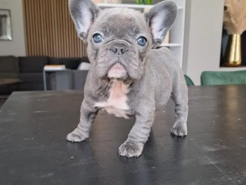 Cachorro Bulldog Frances llamado Bullet – Macho