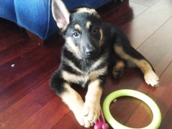 Cachorro Pastor Aleman llamado Bieber – Macho