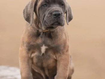 Cachorro Cane Corso llamado Tino – Macho