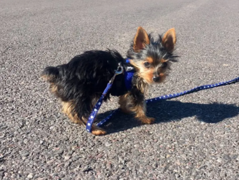 Cachorro Yorkie llamado Chester- Macho