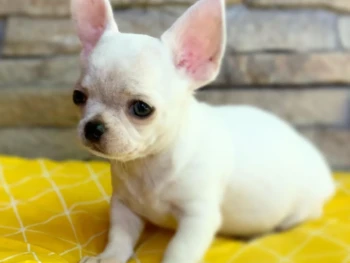 Cachorro Chihuahua llamado Jina – Hembra
