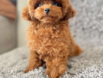 Cachorro Caniche llamado Cynthia – estándar Hembra