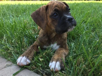 Cachorro Boxer llamado Babe – Hembra