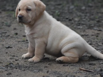 Cachorro Labrador llamado Balde – Macho