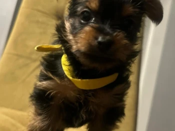 Cachorro Yorkie llamado Edgar- Macho