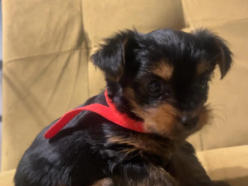Cachorro Yorkie llamado Elise- Hembra