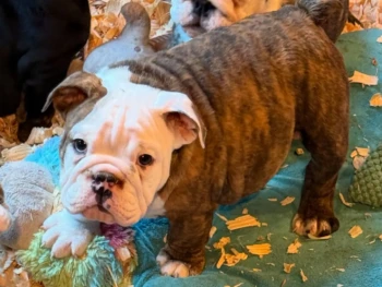 Cachorro Bulldog Ingles llamado Daisy – Hembra