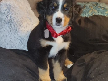 Cachorro Boyero De Berna llamado Eva – Hembra