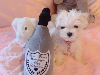 Cachorro Maltese llamado FIfi – Hembra