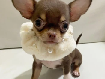 Cachorro Chihuahua llamado Ester (cabello corto)- Hembra