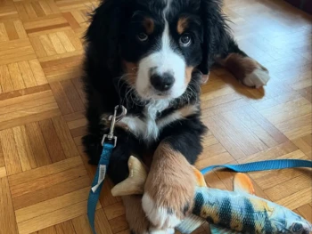 Cachorro Boyero De Berna llamado Herman- Macho