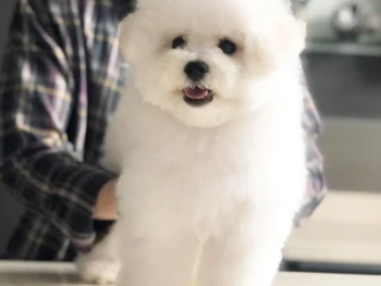 Cachorro Bichon Frise llamado Hojic – Macho