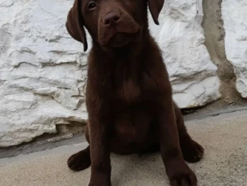 Cachorro Labrador llamado Kingston – Macho