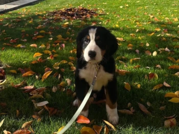 Cachorro Boyero De Berna llamado Jokic – Macho