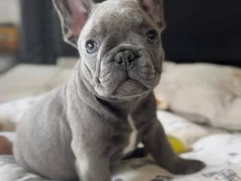 Cachorro Bulldog Frances llamado Justin- Macho