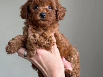 Cachorro Caniche llamado Kenny- miniatura Macho